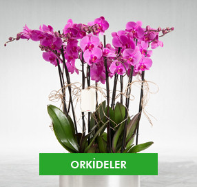 Orkideler